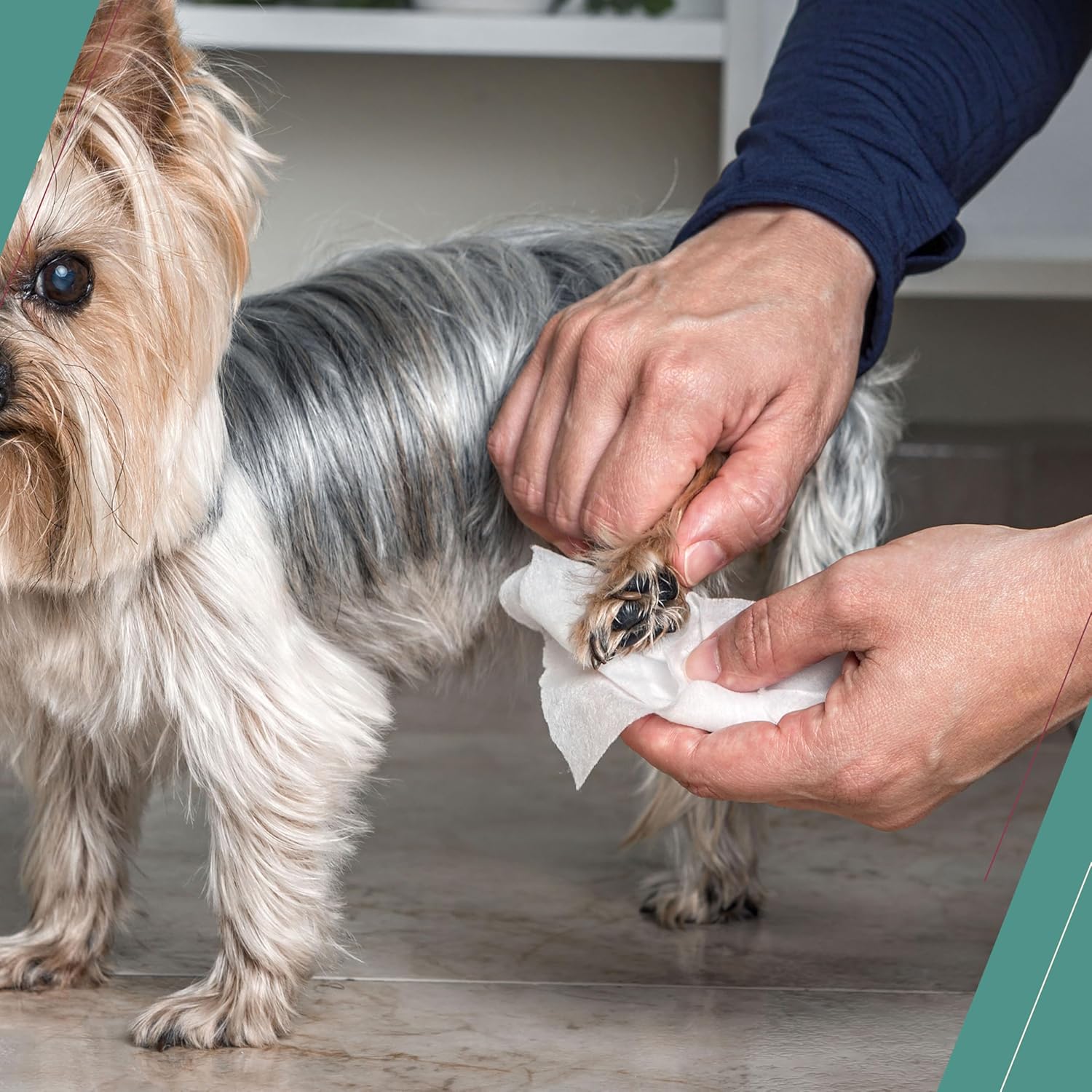 Refresh Massive Pet Wipes (Oatmeal, 3×12 Pack)